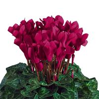 Tianis<sup>®</sup> Deep Magenta Cyclamen