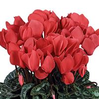 Tianis<sup>®</sup> Deep Salmon Cyclamen