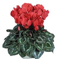Tianis<sup>®</sup> Deep Salmon Cyclamen
