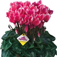 Tianis<sup>®</sup> Fantasia Deep Rose Cyclamen