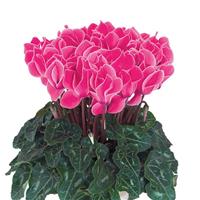 Tianis<sup>®</sup> Neon Rose Flame Cyclamen