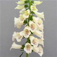 Digitalis Dottie Cream