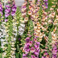 Digitalis Dottie Mix