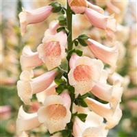 Digitalis Dottie Peach