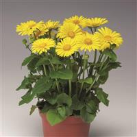 Doronicum Leonardo Compact