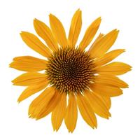 Echinacea Prairie Blaze Golden Yellow