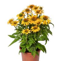Echinacea Prairie Blaze Golden Yellow