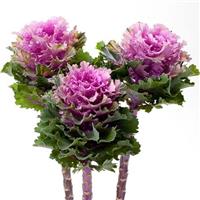 Empire Ksenia Flowering Kale