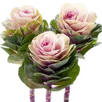 Empire Luba Flowering Kale