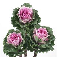 Lady Peach Flowering Kale