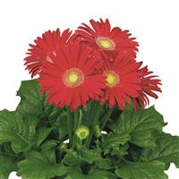 Flori Line Maxi Red Light Eye Gerbera