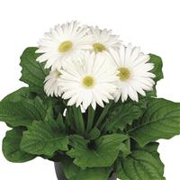 Flori Line Maxi White Light Eye Gerbera