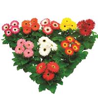 Flori Line Maxi Dark Eye Select Mix Gerbera