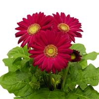 Flori Line Maxi Dark Purple Light Eye Gerbera