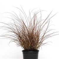Cappuccino Grass Carex