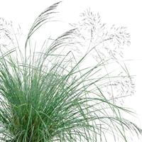 Lovey Grass Eragrostis