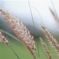 Fuzzy Grass Pennisetum