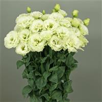 Elegance 3 Green Lisianthus