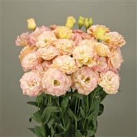 Elegance 3 Champagne Lisianthus