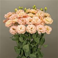 Elegance 3 Mango Lisianthus