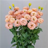 Sabrina 1 Mango Lisianthus