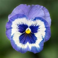 Delta Pro Marina Pansy