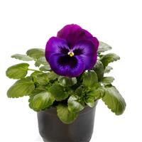 Delta Pro Neon Violet Pansy