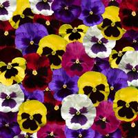 Delta Pro Blotch Mix Pansy