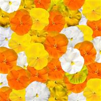 Delta Pro Citrus Mix Pansy