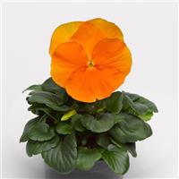 Delta Pro Clear Orange Pansy