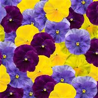 Delta Pro Tricolor Mix Pansy