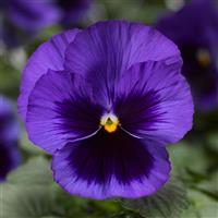 Delta Pro Deep Blue with Blotch Pansy