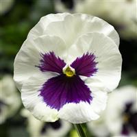 Delta Pro White with Blotch Pansy