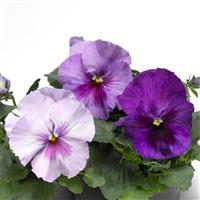 Delta Pro Lavender Blue Shades Pansy
