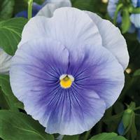 Delta Pro Clear Light Blue Pansy