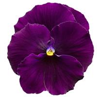 Delta Pro Clear Violet Pansy