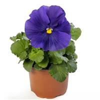 Delta Pro Clear True Blue Pansy