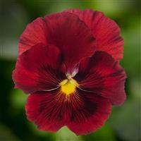Delta Pro Clear Red Pansy