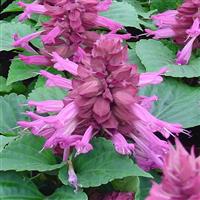 Reddy Lavender Salvia