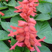 Reddy Pink Salvia