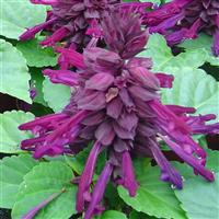 Reddy Purple Salvia