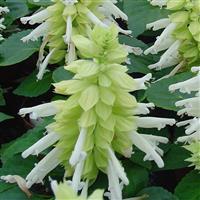 Reddy White Salvia