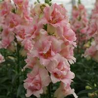 DoubleShot Appleblossom Snapdragon