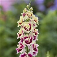 DoubleShot Lemon Purple Heart Snapdragon