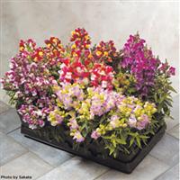 Floral Showers Bicolor Mix Snapdragon