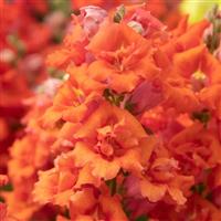 Sweet Duet Deep Orange Snapdragon