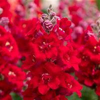 Sweet Duet Deep Red Snapdragon