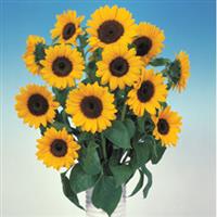 Sunbright Supreme Sunflower