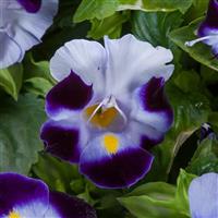 Hi-Lite Blue Beacon Torenia