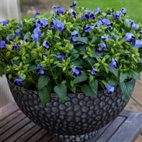 Hi-Lite Blue Beacon Torenia